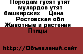 Породам гусят,утят мулардов,утят башкирских. › Цена ­ 45 - Ростовская обл. Животные и растения » Птицы   